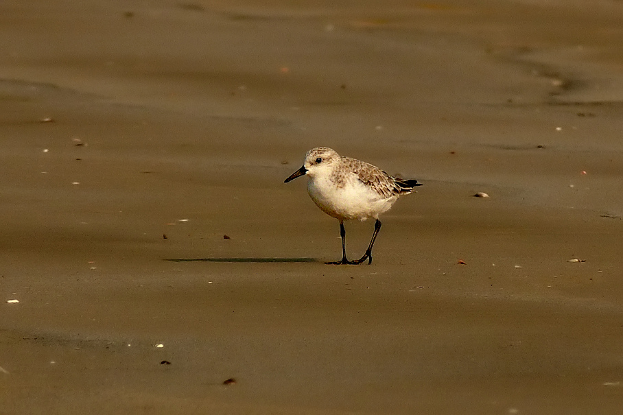 Sanderling-2,jpg.jpg