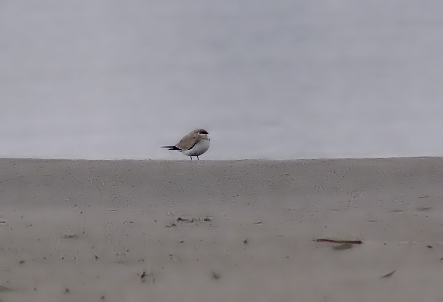 Small-pratincole-2.jpg