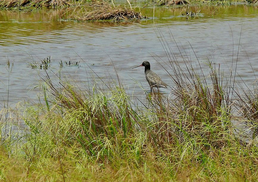 Spotted-redshank.jpg