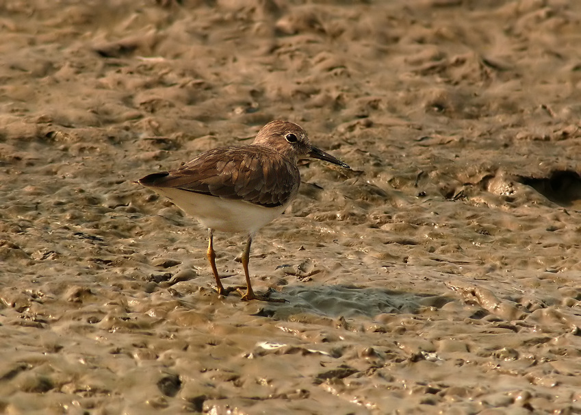 Temmincks-stint-2.jpg