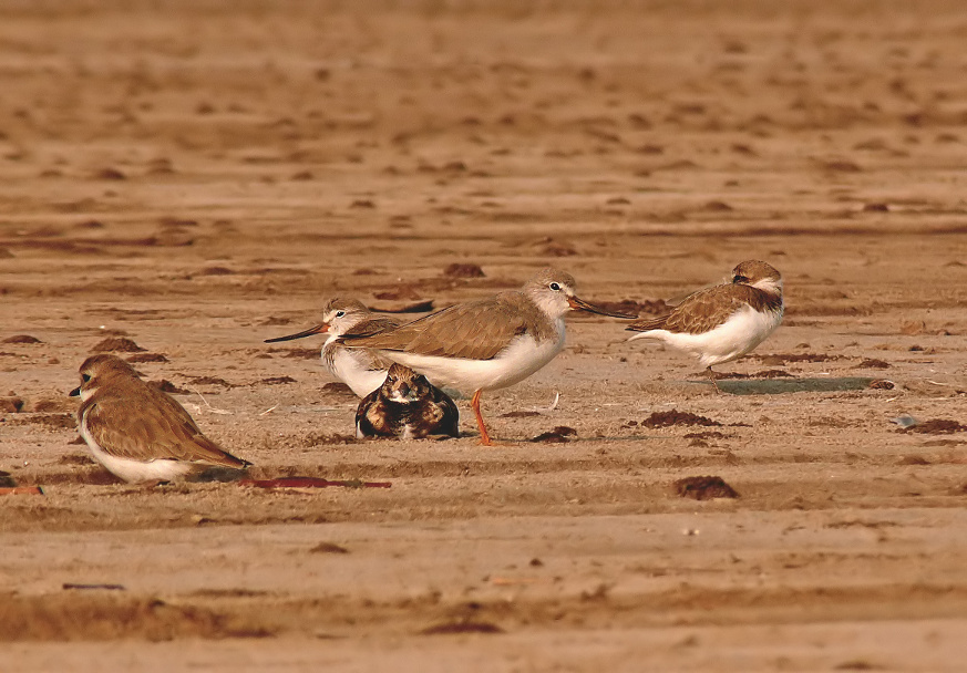 Terek-sandpiper-ruddy-turnstone-3.jpg