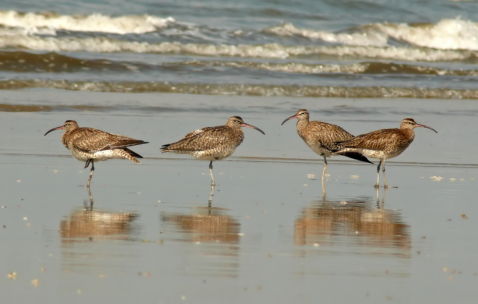 Whimbrel-1.jpg