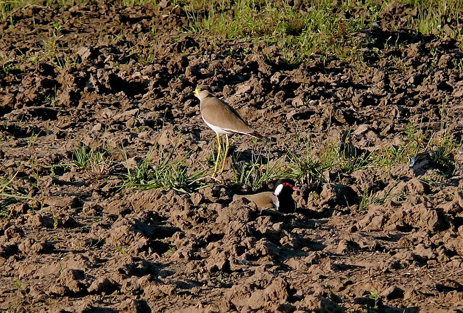 Yellow-wattled-lapwing-2.jpg