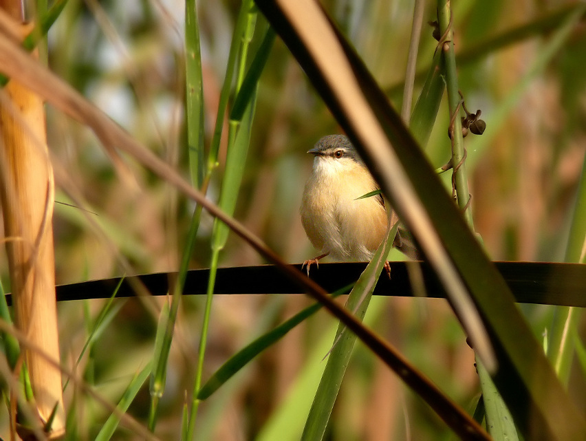 Ashy-prinia-3.jpg