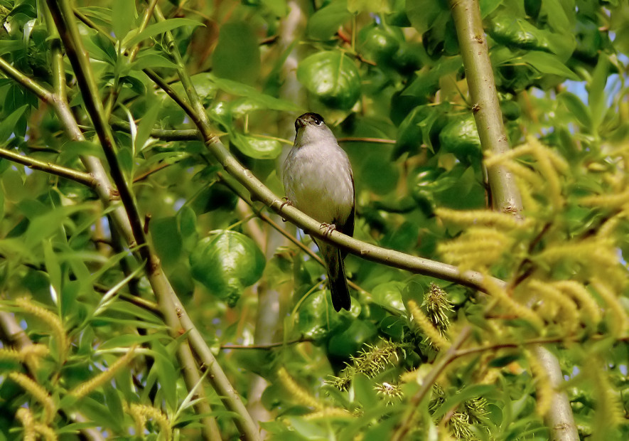 Black-cap-1.jpg