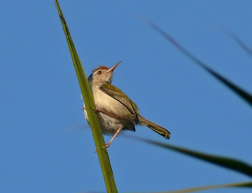 Common-tailorbird-2.jpg