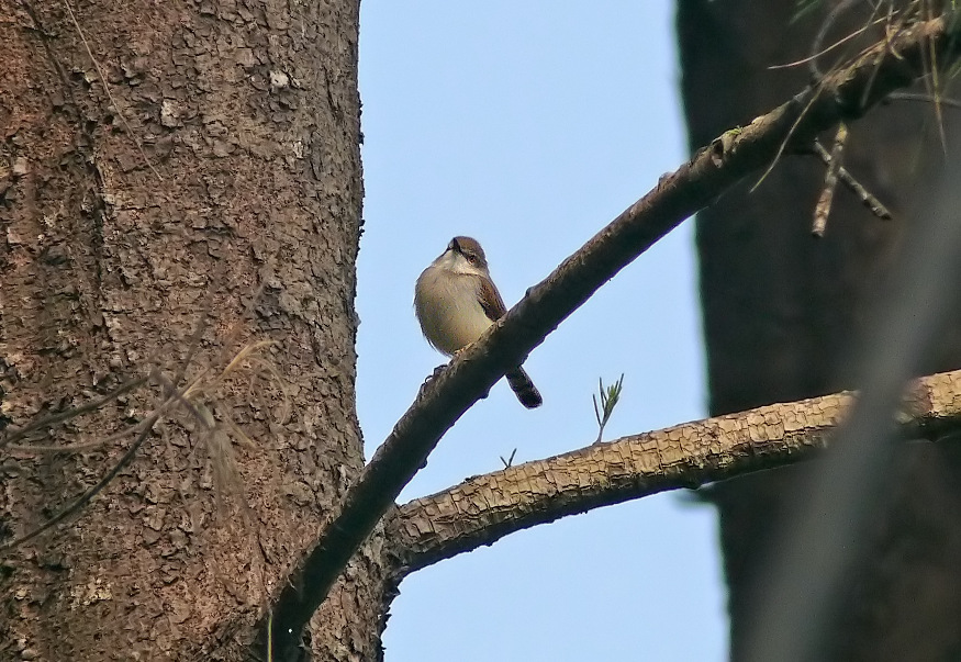 Grey-breasted-prinia.jpg