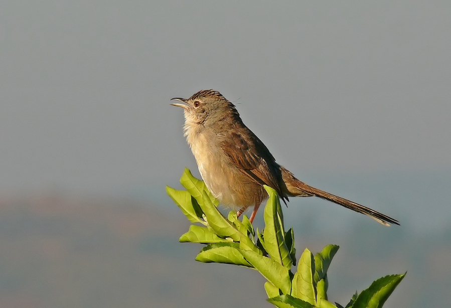 Jungle-prinia-1.jpg