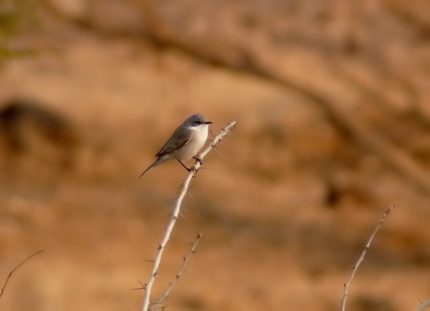 Lesser-white-throat.jpg