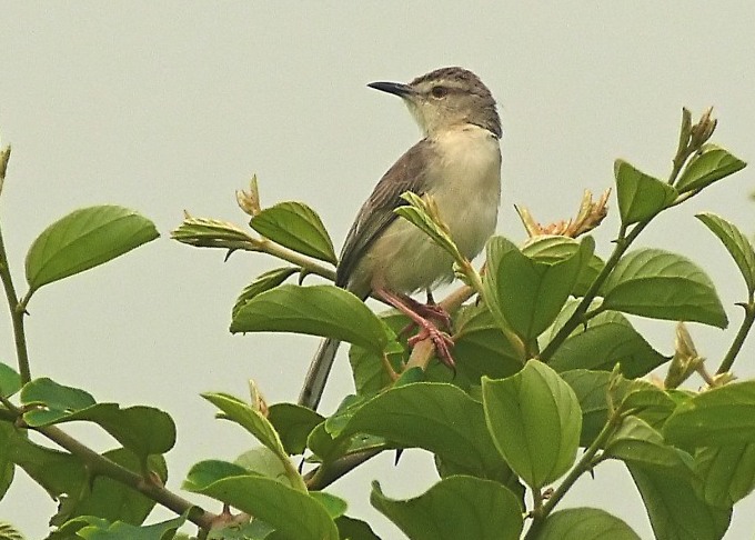 Plain-prinia-2.JPG