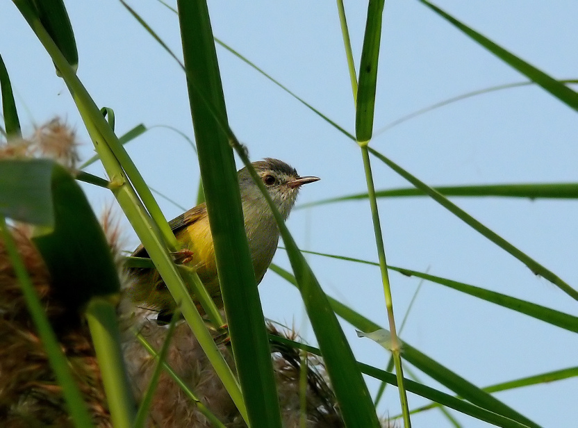 Yellow-bellied-prinia-2.JPG