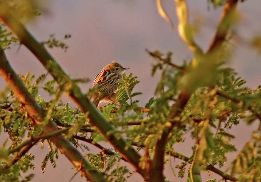 Zitting-cisticola-1.jpg