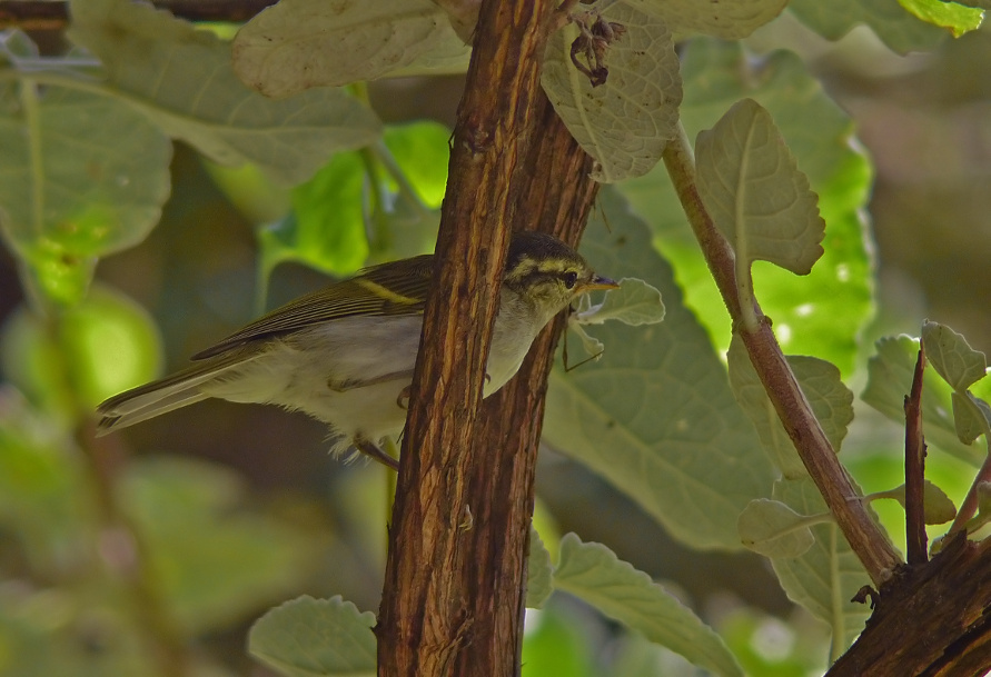 Blyths-leaf-warbler-2.JPG