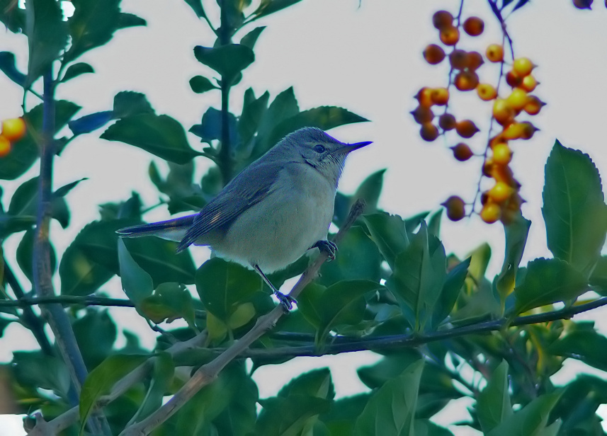 Blyths-reed-warbler-2.jpg