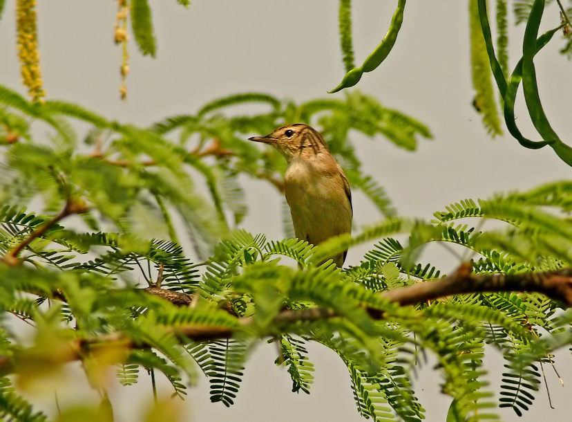 Booted-warbler-1.jpg