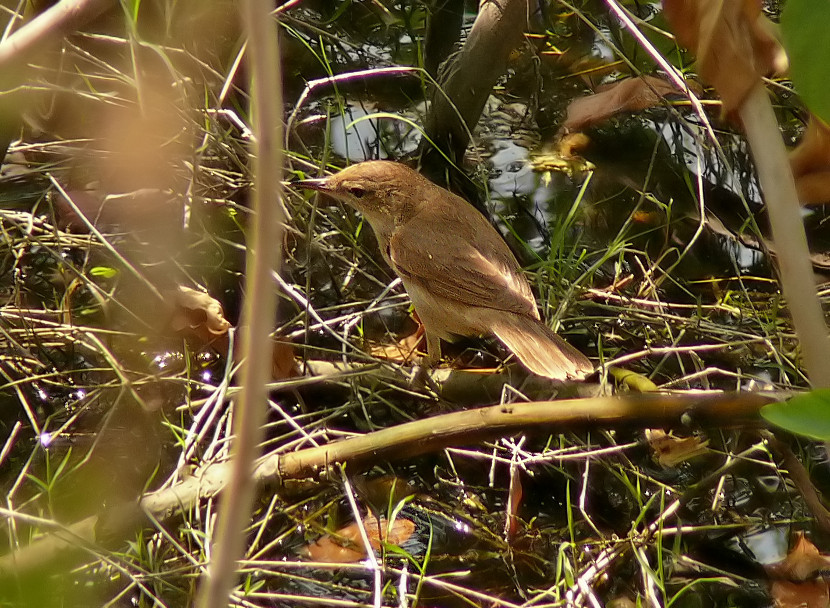 Clamorous-reed-warbler.jpg