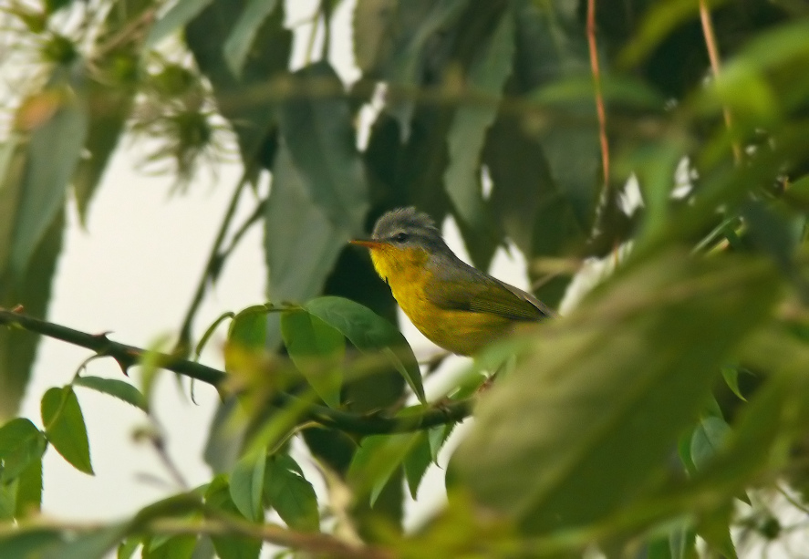 Grey-hooded-warbler-2.jpg