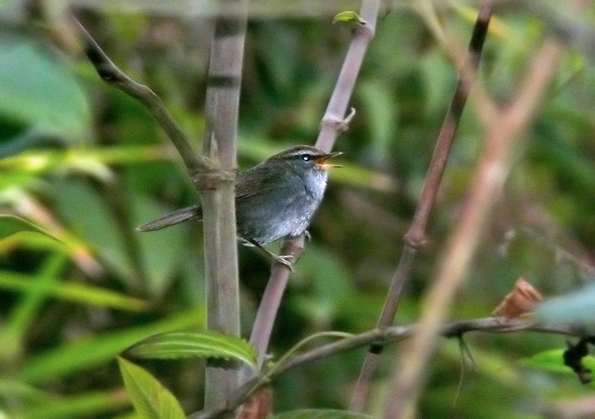 Grey-sided-bush-warbler-2.jpg