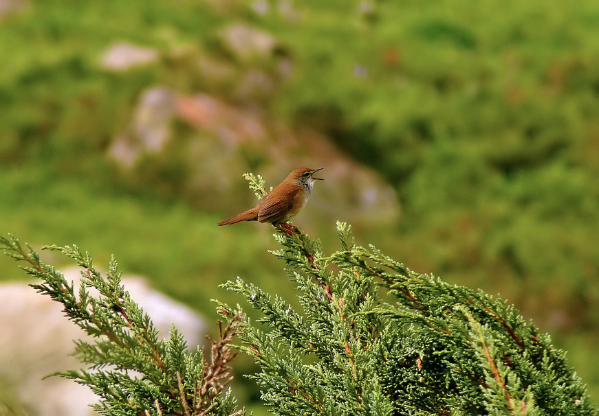 Spotted-bush-warbler-2.jpg