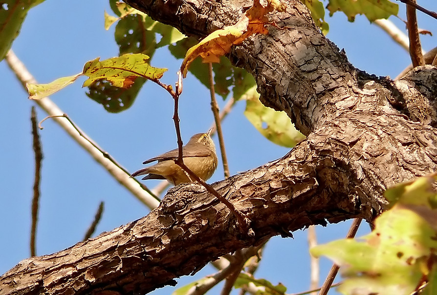 Sulphur-bellied-warbler-2.jpg