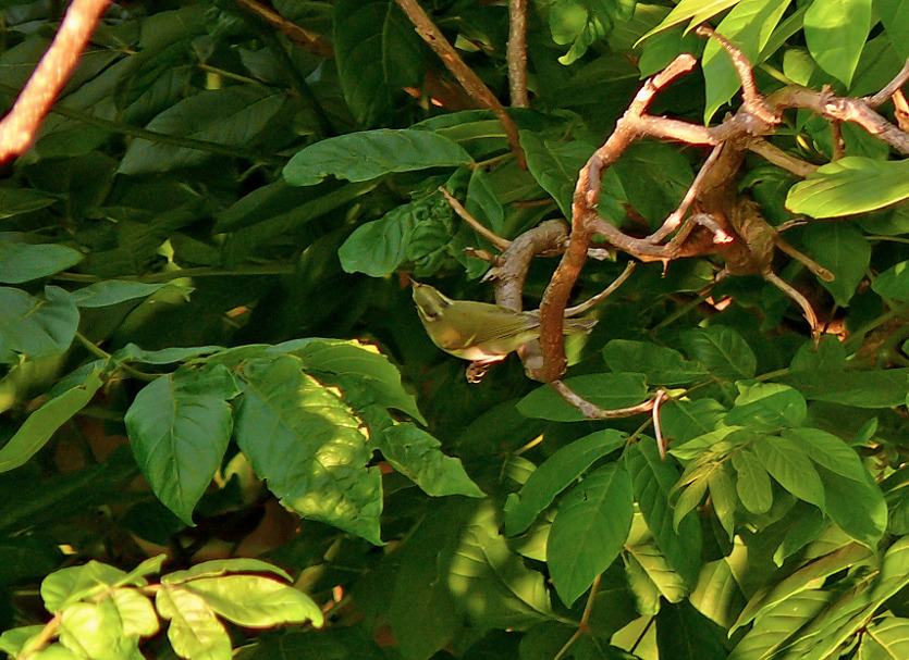 Western-crowned-warbler.jpg