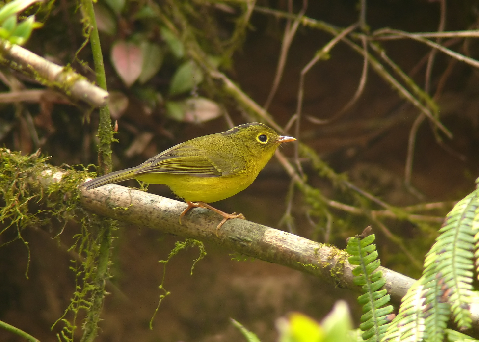 Whistler's-warbler.jpg