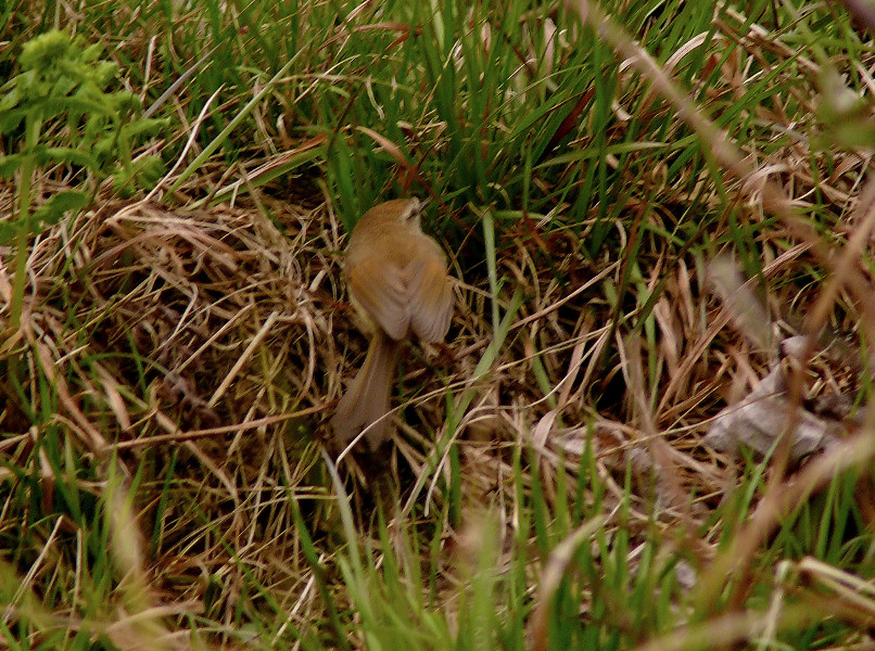 Yellowish-bellied-bush-warbler.jpg