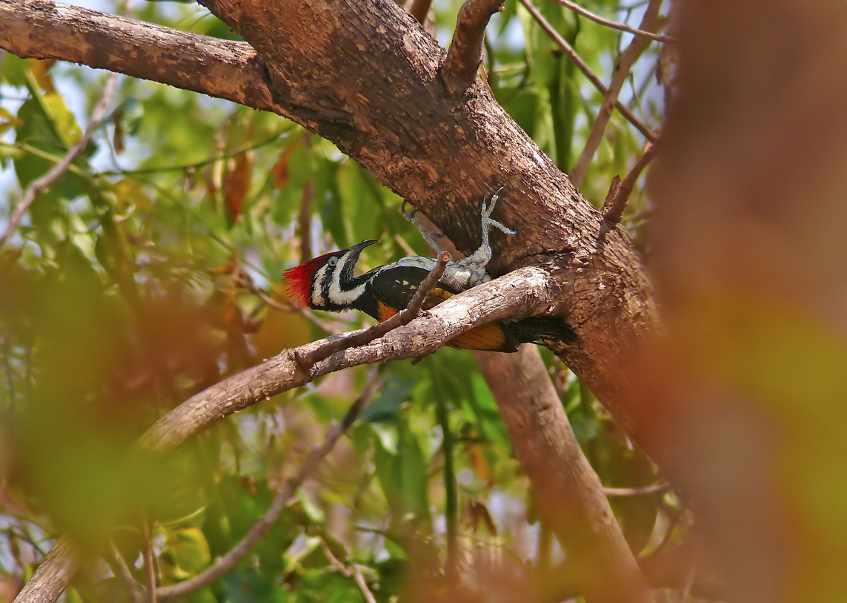 Black-rumped-flameback-3.jpg