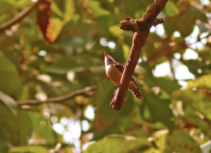 Brown-capped-pygmy-woodpecker-2.jpg