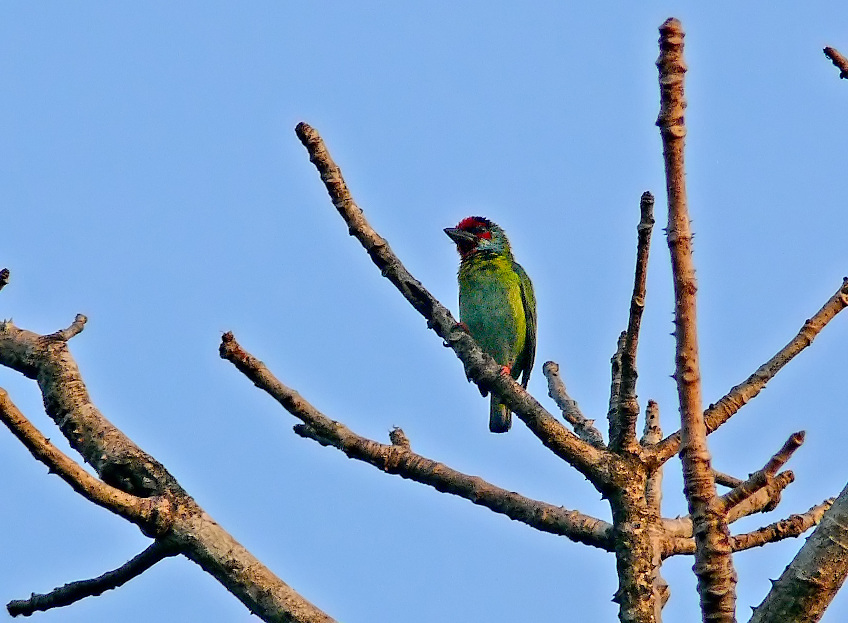 Crimson-fronted-barbet-2.jpg