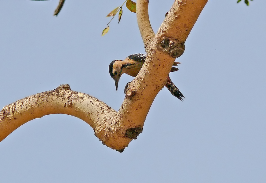 Fulvous-breasted-woodpecker-1.jpg