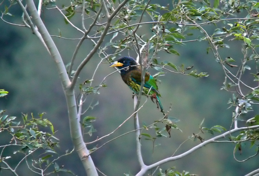 Great-barbet.jpg