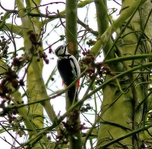 Great-spotted-woodpecker.jpg