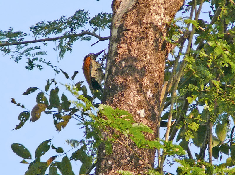 Greater-flameback-2.jpg