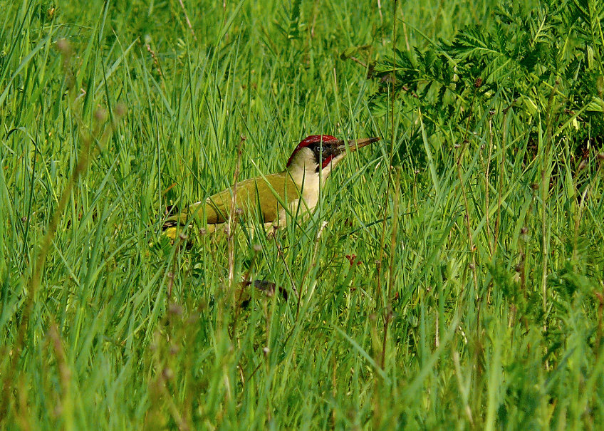 Green-woodpecker-1.jpg