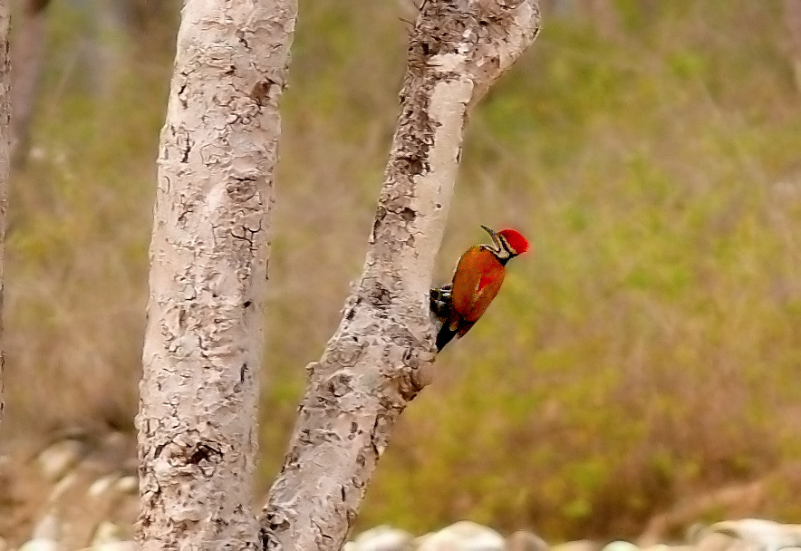 Himalayan-flameback.jpg