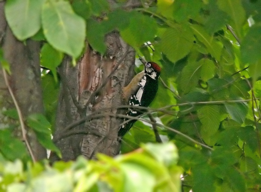 Himalayan-woodpecker.jpg