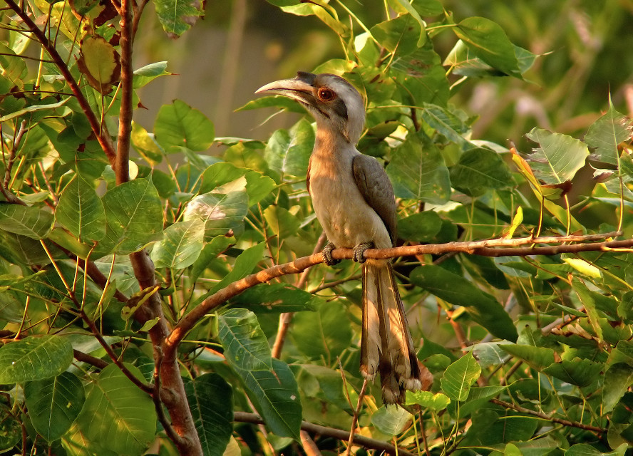 Indian-grey-hornbill-1.jpg