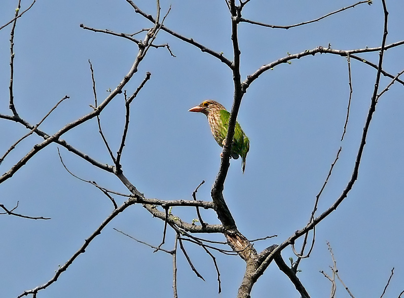 Lineated-barbet-2.jpg