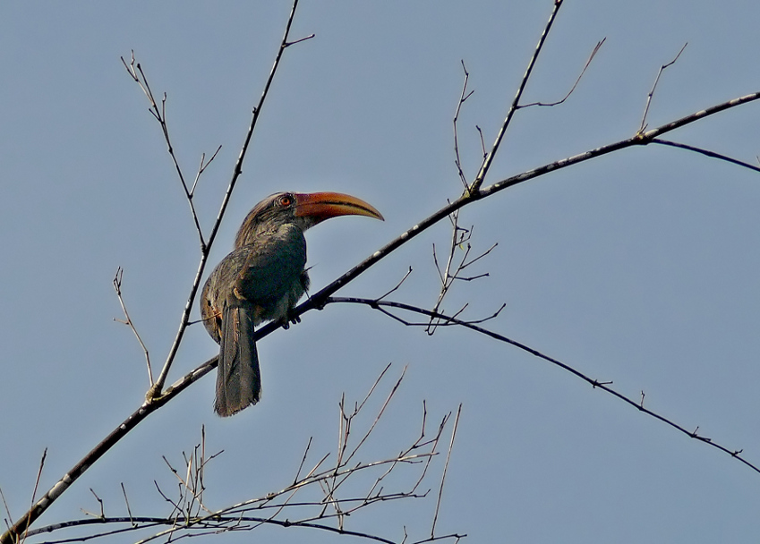 Malabar-grey-hornbill-2.jpg