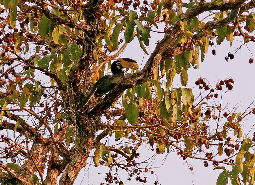 Malabar-pied-hornbill.jpg