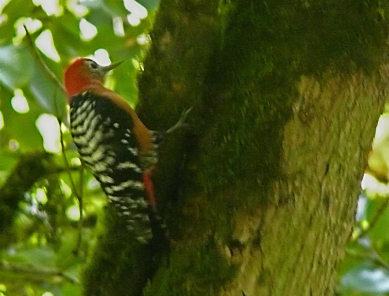 Rufous-bellied-woodpecker-2.jpg