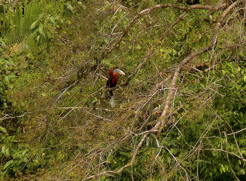 Rufous-necked-hornbill-1.jpg