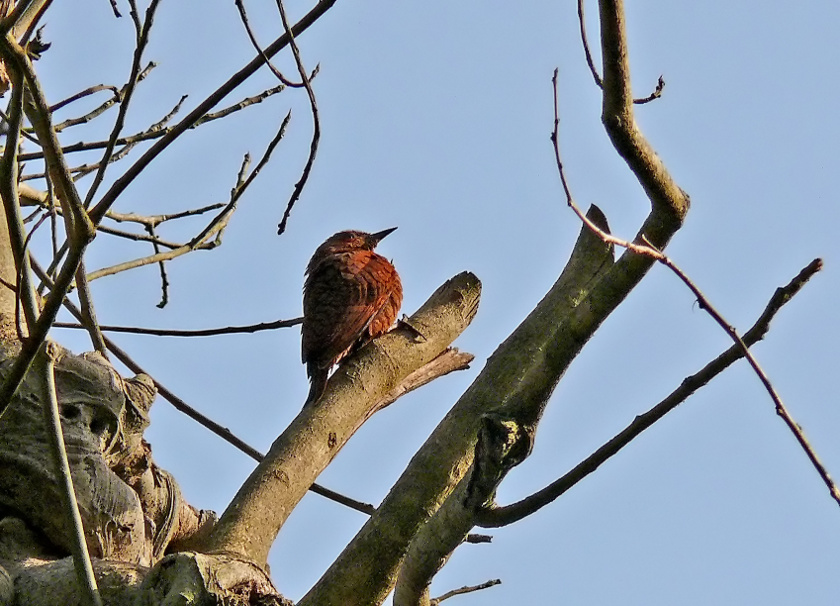 Rufous-woodpecker-2.jpg