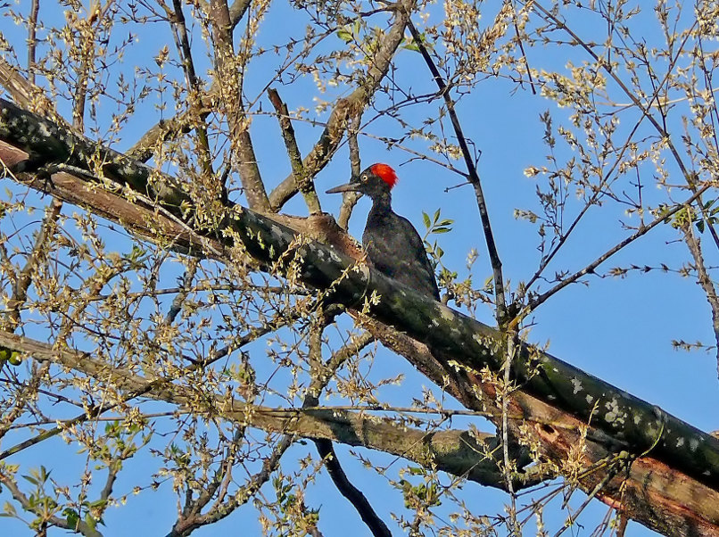 White-bellied-woodpecker-2.jpg