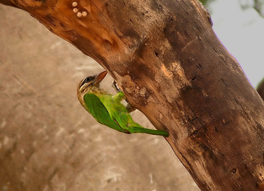 White-cheeked-barbet-1.jpg