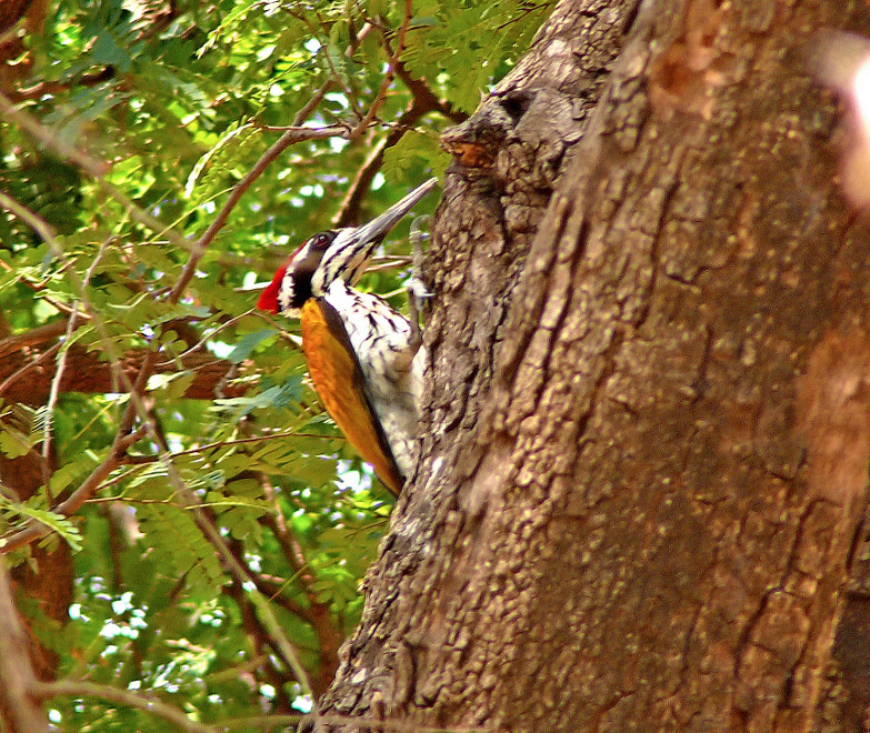 White-naped-woodpecker-1.jpg