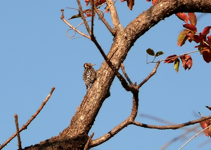 Yellow-crowned-woodpecker.jpg