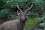 Sambhar-Stag-corbett-2.JPG