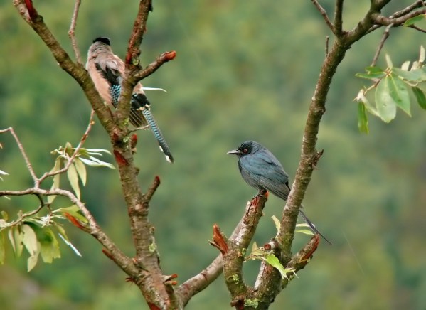 Ashy-drongo-jay.jpg